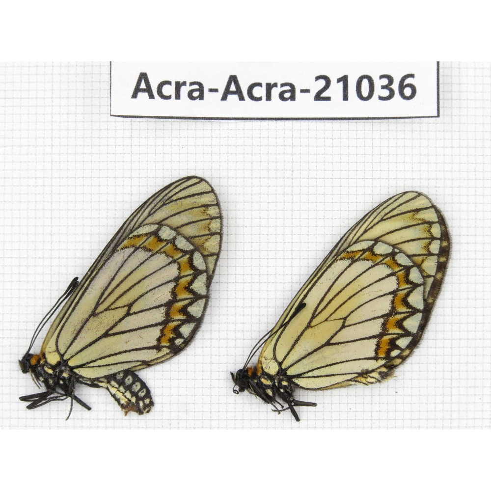 Acraea violae ssp. China, Yunnan, Xiangerila, S of Weixi county. 1P. Acra-Acra-21036.