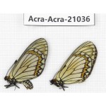 Acraea violae ssp. China, Yunnan, Xiangerila, S of Weixi county. 1P. Acra-Acra-21036.