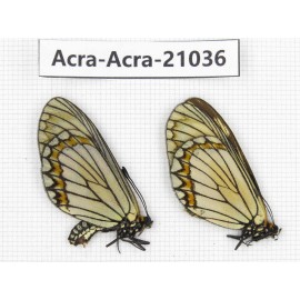 Acraea violae ssp. China, Yunnan, Xiangerila, S of Weixi county. 1P. Acra-Acra-21036.