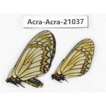 Acraea violae ssp. China, Yunnan, Xiangerila, S of Weixi county. 1P. Acra-Acra-21037.