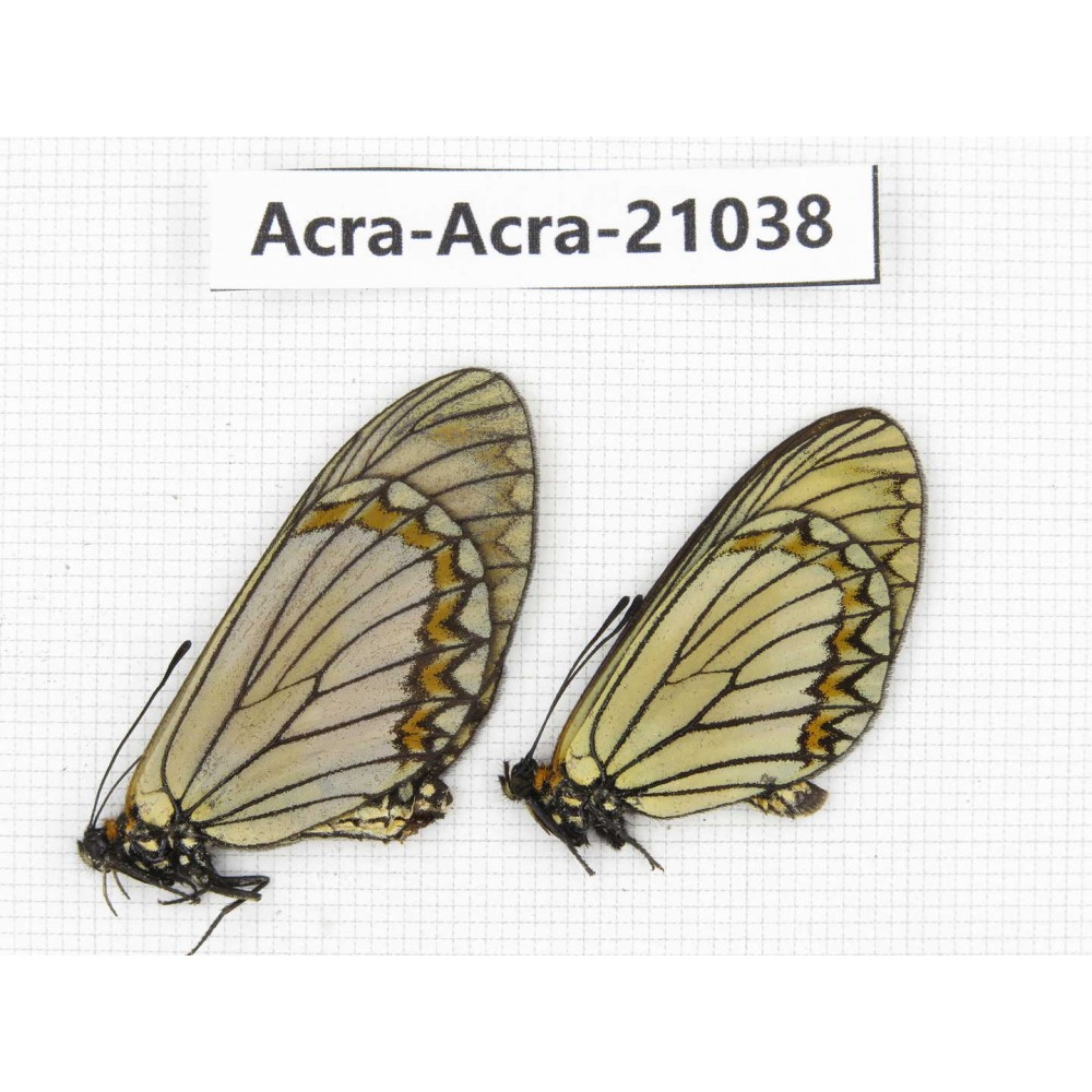 Acraea violae ssp. China, Yunnan, Xiangerila, S of Weixi county. 1P. Acra-Acra-21038.