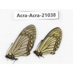 Acraea violae ssp. China, Yunnan, Xiangerila, S of Weixi county. 1P. Acra-Acra-21038.