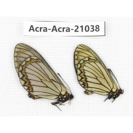 Acraea violae ssp. China, Yunnan, Xiangerila, S of Weixi county. 1P. Acra-Acra-21038.