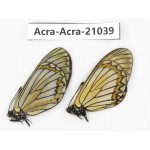Acraea violae ssp. China, Yunnan, Xiangerila, S of Weixi county. 1P. Acra-Acra-21039.