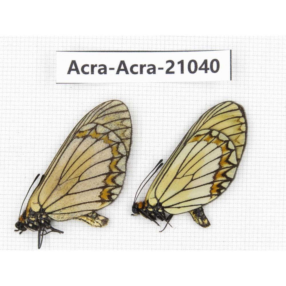 Acraea violae ssp. China, Yunnan, Xiangerila, S of Weixi county. 1P. Acra-Acra-21040.