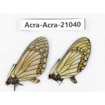 Acraea violae ssp. China, Yunnan, Xiangerila, S of Weixi county. 1P. Acra-Acra-21040.