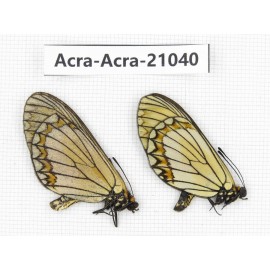 Acraea violae ssp. China, Yunnan, Xiangerila, S of Weixi county. 1P. Acra-Acra-21040.