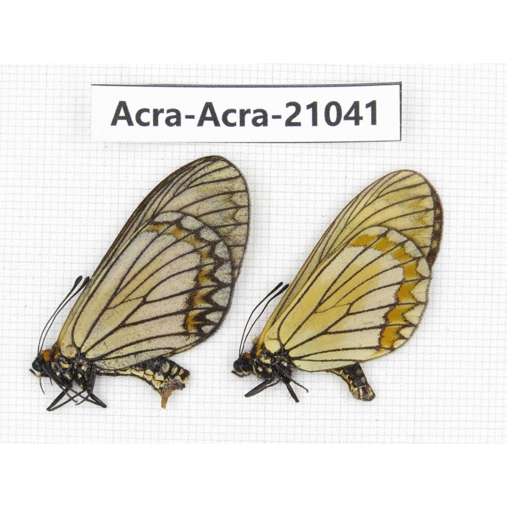 Acraea violae ssp. China, Yunnan, Xiangerila, S of Weixi county. 1P. Acra-Acra-21041.