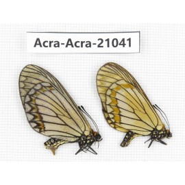 Acraea violae ssp. China, Yunnan, Xiangerila, S of Weixi county. 1P. Acra-Acra-21041.