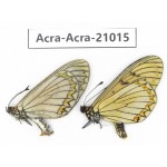 Acraea violae ssp. China, Yunnan, Yingjiang county. 1P. Acra-Acra-21015.
