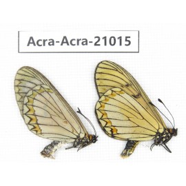 Acraea violae ssp. China, Yunnan, Yingjiang county. 1P. Acra-Acra-21015.