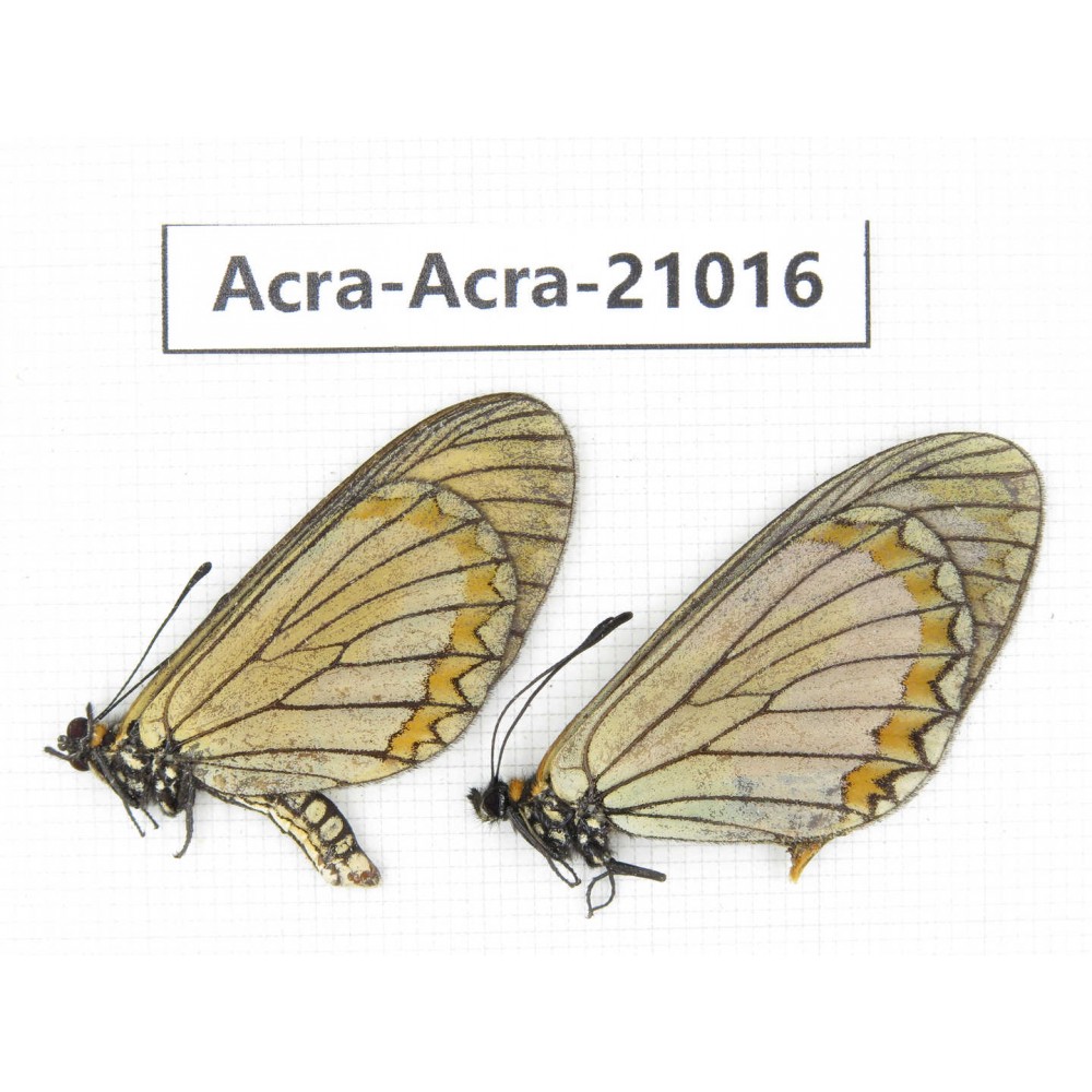 Acraea violae ssp. China, Yunnan, Yingjiang county. 1P. Acra-Acra-21016.