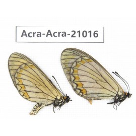 Acraea violae ssp. China, Yunnan, Yingjiang county. 1P. Acra-Acra-21016.