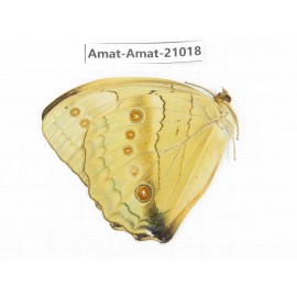 Stichophthalma howqua ssp. China, Guizhou, Bijie area, Jinsha county. 1M. Amat-Amat-21018.