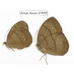Faunis aerope. China, Guizhou, Bijie area, Jinsha county. 1P. Amat-Amat-21028.