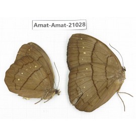 Faunis aerope. China, Guizhou, Bijie area, Jinsha county. 1P. Amat-Amat-21028.