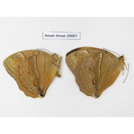 Stichophthalma sparta ssp. China, Yunnan, Nujiang valley, Mt. Biluoxueshan. 2M. Amat-Amat-20001.