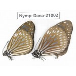 Ideopsis sp. China, Guangxi, Baise area, Pingguo county. 2M. Nymp-Dana-21002.
