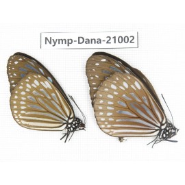 Ideopsis sp. China, Guangxi, Baise area, Pingguo county. 2M. Nymp-Dana-21002.