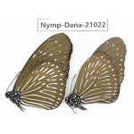 Euploea mulciber ssp. China, Guangxi, Baise area, Pingguo county. 1P. Nymp-Dana-21022.