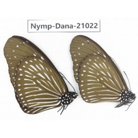 Euploea mulciber ssp. China, Guangxi, Baise area, Pingguo county. 1P. Nymp-Dana-21022.