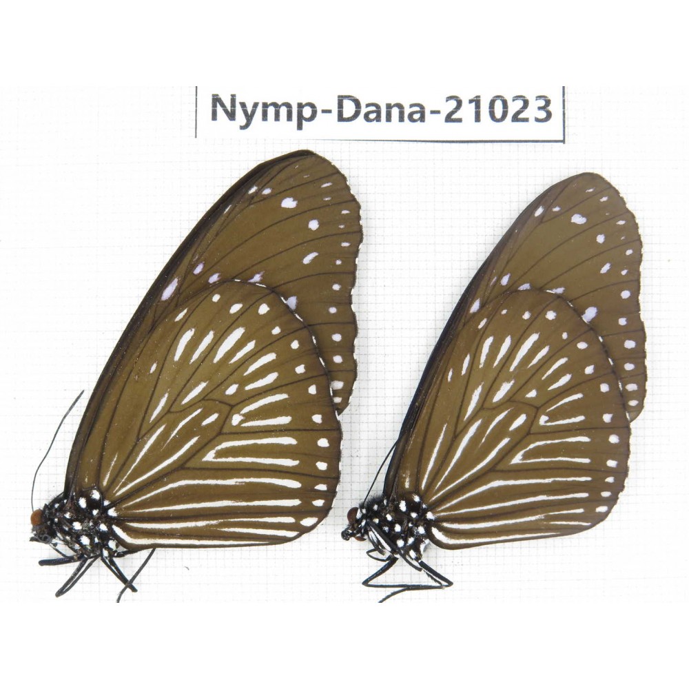 Euploea mulciber ssp. China, Guangxi, Baise area, Pingguo county. 1P. Nymp-Dana-21023.