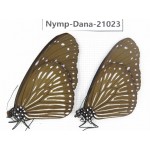 Euploea mulciber ssp. China, Guangxi, Baise area, Pingguo county. 1P. Nymp-Dana-21023.