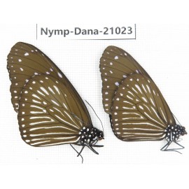 Euploea mulciber ssp. China, Guangxi, Baise area, Pingguo county. 1P. Nymp-Dana-21023.