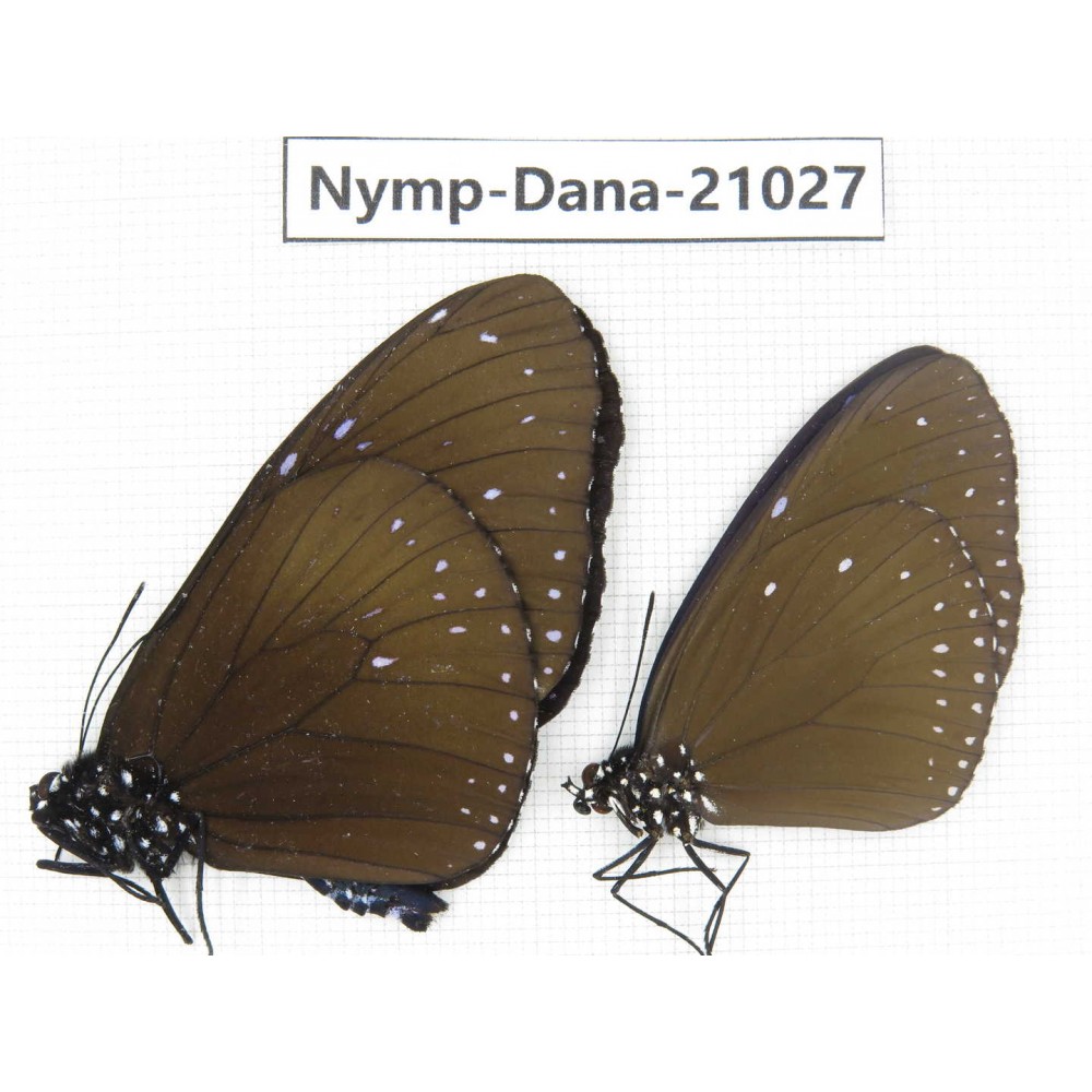 Euploea sp. China, Guangxi, Baise area, Pingguo county. 2M. Nymp-Dana-21027.