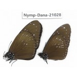Euploea sp. China, Guangxi, Baise area, Pingguo county. 2M. Nymp-Dana-21028.