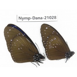 Euploea sp. China, Guangxi, Baise area, Pingguo county. 2M. Nymp-Dana-21028.