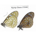 Tirumala sp. China, Guangxi, Baise area, Pingguo county. 1P. Nymp-Dana-21048.