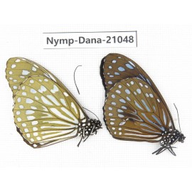 Tirumala sp. China, Guangxi, Baise area, Pingguo county. 1P. Nymp-Dana-21048.