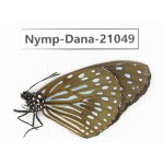 Tirumala sp. China, Guangxi, Baise area, Pingguo county. 1M. Nymp-Dana-21049.