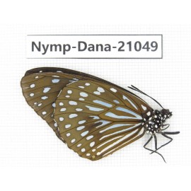 Tirumala sp. China, Guangxi, Baise area, Pingguo county. 1M. Nymp-Dana-21049.