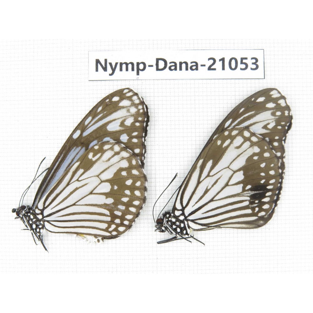 Parantica aglea ssp. China, Guangxi, Baise area, Pingguo county. 1P. Nymp-Dana-21053.