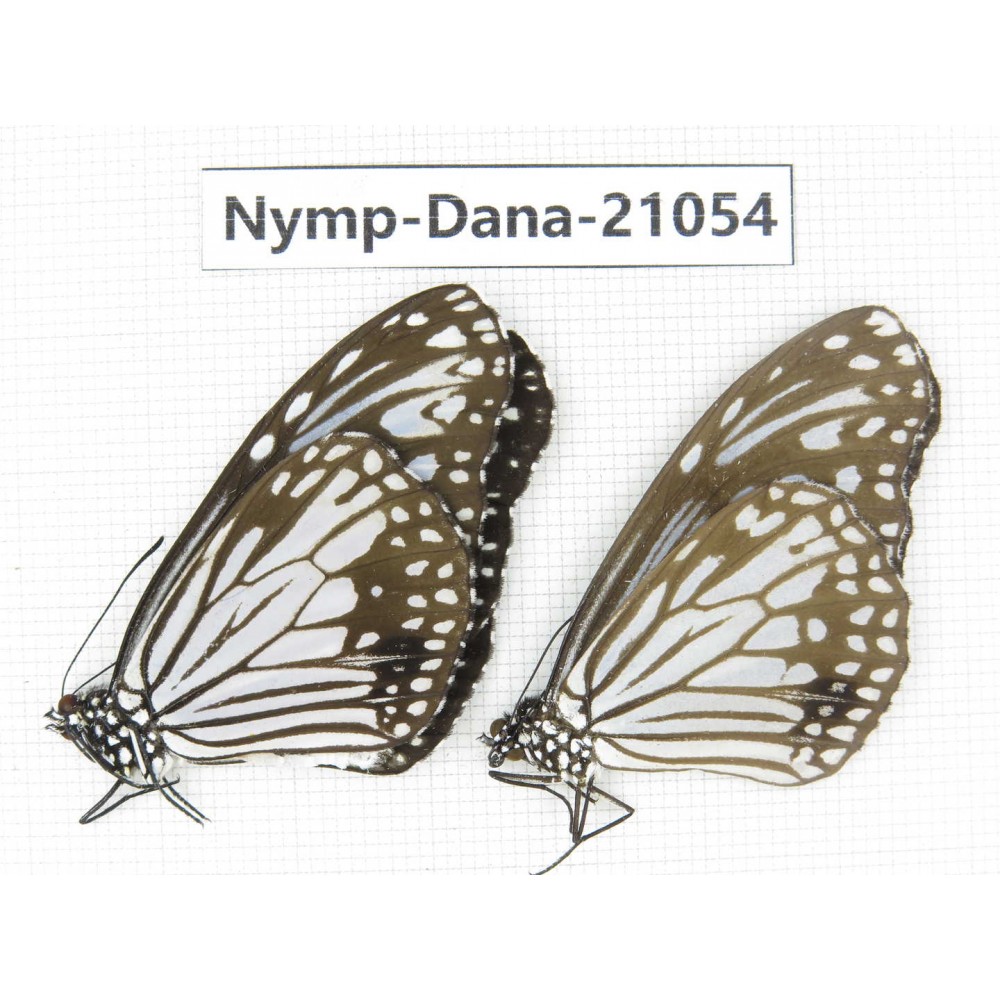 Parantica aglea ssp. China, Guangxi, Baise area, Pingguo county. 2M. Nymp-Dana-21054.