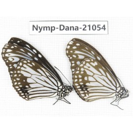 Parantica aglea ssp. China, Guangxi, Baise area, Pingguo county. 2M. Nymp-Dana-21054.