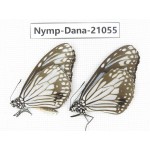 Parantica aglea ssp. China, Guangxi, Baise area, Pingguo county. 2M. Nymp-Dana-21055.