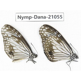 Parantica aglea ssp. China, Guangxi, Baise area, Pingguo county. 2M. Nymp-Dana-21055.