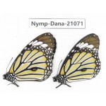 Danaus genutia ssp. China, Guangxi, Baise area, Pingguo county. 2M. Nymp-Dana-21071.