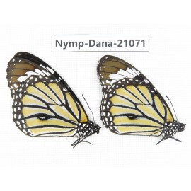 Danaus genutia ssp. China, Guangxi, Baise area, Pingguo county. 2M. Nymp-Dana-21071.