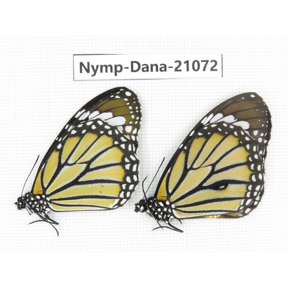 Danaus genutia ssp. China, Guangxi, Baise area, Pingguo county. 1P. Nymp-Dana-21072.