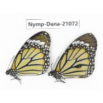 Danaus genutia ssp. China, Guangxi, Baise area, Pingguo county. 1P. Nymp-Dana-21072.