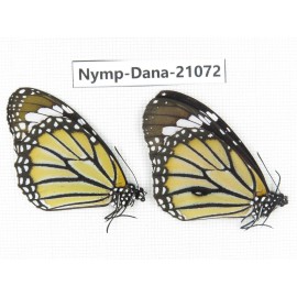 Danaus genutia ssp. China, Guangxi, Baise area, Pingguo county. 1P. Nymp-Dana-21072.