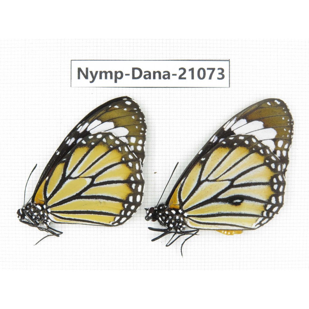 Danaus genutia ssp. China, Guangxi, Baise area, Pingguo county. 1P. Nymp-Dana-21073.