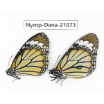 Danaus genutia ssp. China, Guangxi, Baise area, Pingguo county. 1P. Nymp-Dana-21073.