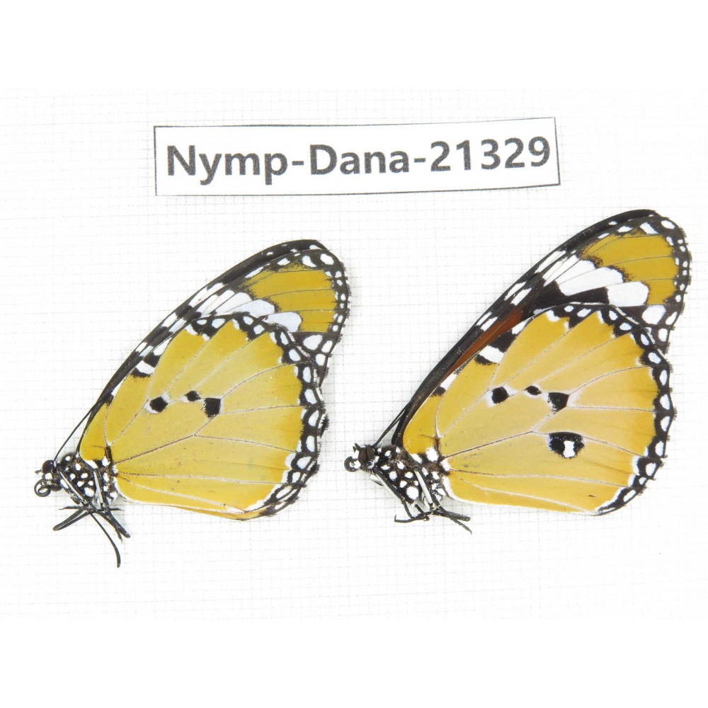 Danaus chrysippus ssp. China, Guangxi, Baise, Mt.Cenwanglaoshan. 1P. Nymp-Dana-21329.