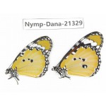 Danaus chrysippus ssp. China, Guangxi, Baise, Mt.Cenwanglaoshan. 1P. Nymp-Dana-21329.