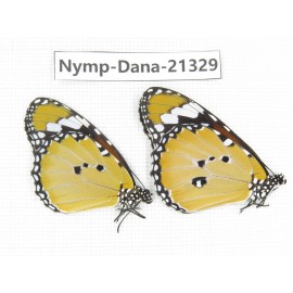 Danaus chrysippus ssp. China, Guangxi, Baise, Mt.Cenwanglaoshan. 1P. Nymp-Dana-21329.